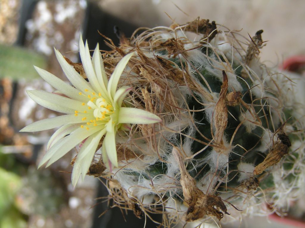 Turbinicarpus krainzianus var. minor